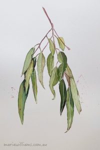 Red Ironbark Gum leaves. Botanical Art by Gela-Marie Williams
