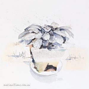 Calathea. Botanical art by Gela-Marie Williams