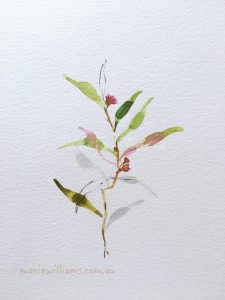Gum leaves. Botanical Art by Gela-Marie Williams